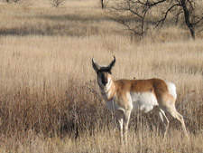 Antelope