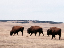 Bison